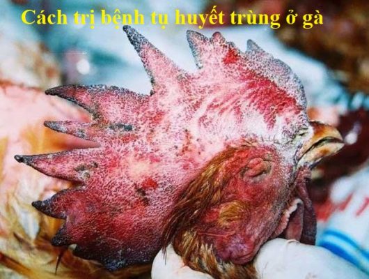 Bệnh tụ huyết trùng ở gà