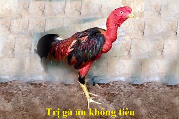 Cách chữa Gà ăn không tiêu và bí bí hiệu quả