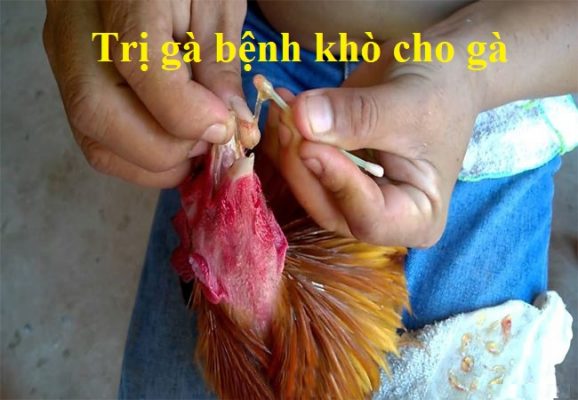 Gà bệnh khò