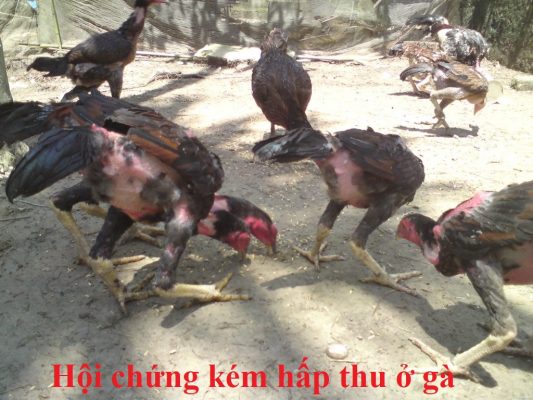 kém hấp thu ở gà