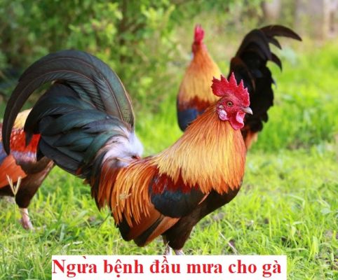 Ngừa bệnh đầu mưa cho gà